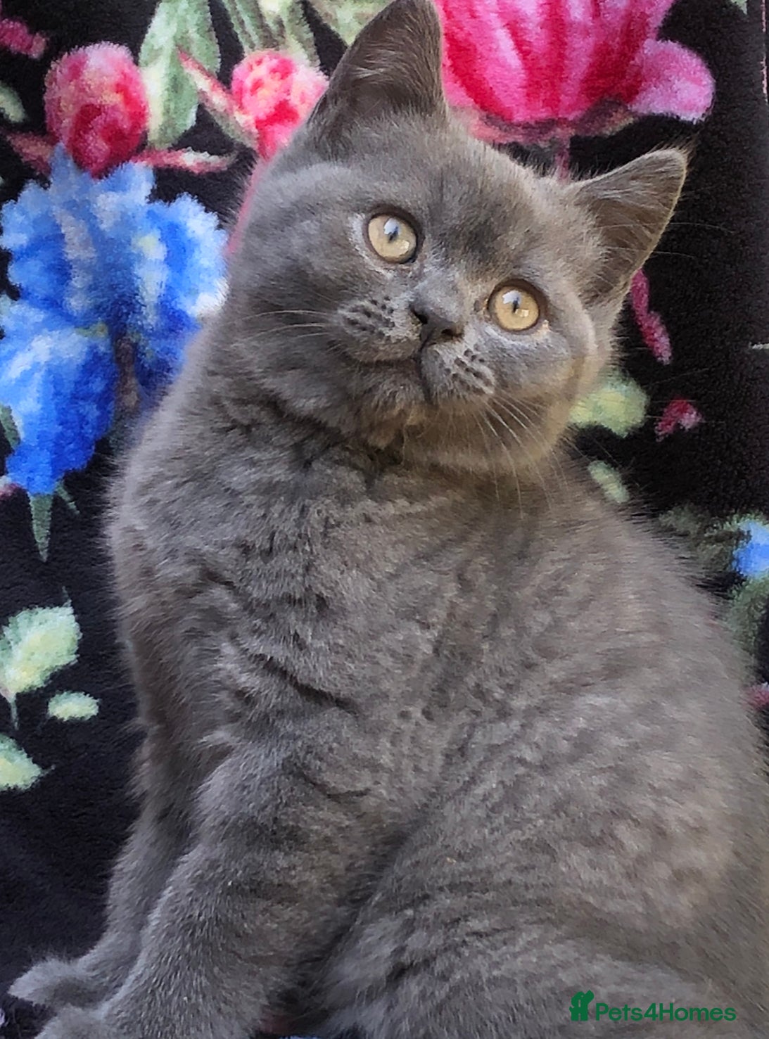 British Shorthair cats for sale: BSH Blue kittens  in Salford - Advert 1