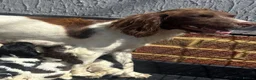 English Springer Spaniel dogs for sale: Beautiful springer spaniel puppies  - Advert 6