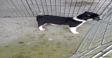 Border Collie dogs - Advert 9