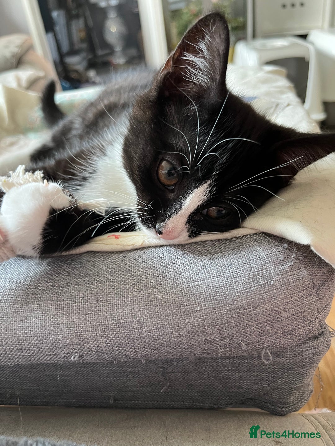 Mixed Breed cats for sale: Mother cat & her kittens wanting homes  - Image 2