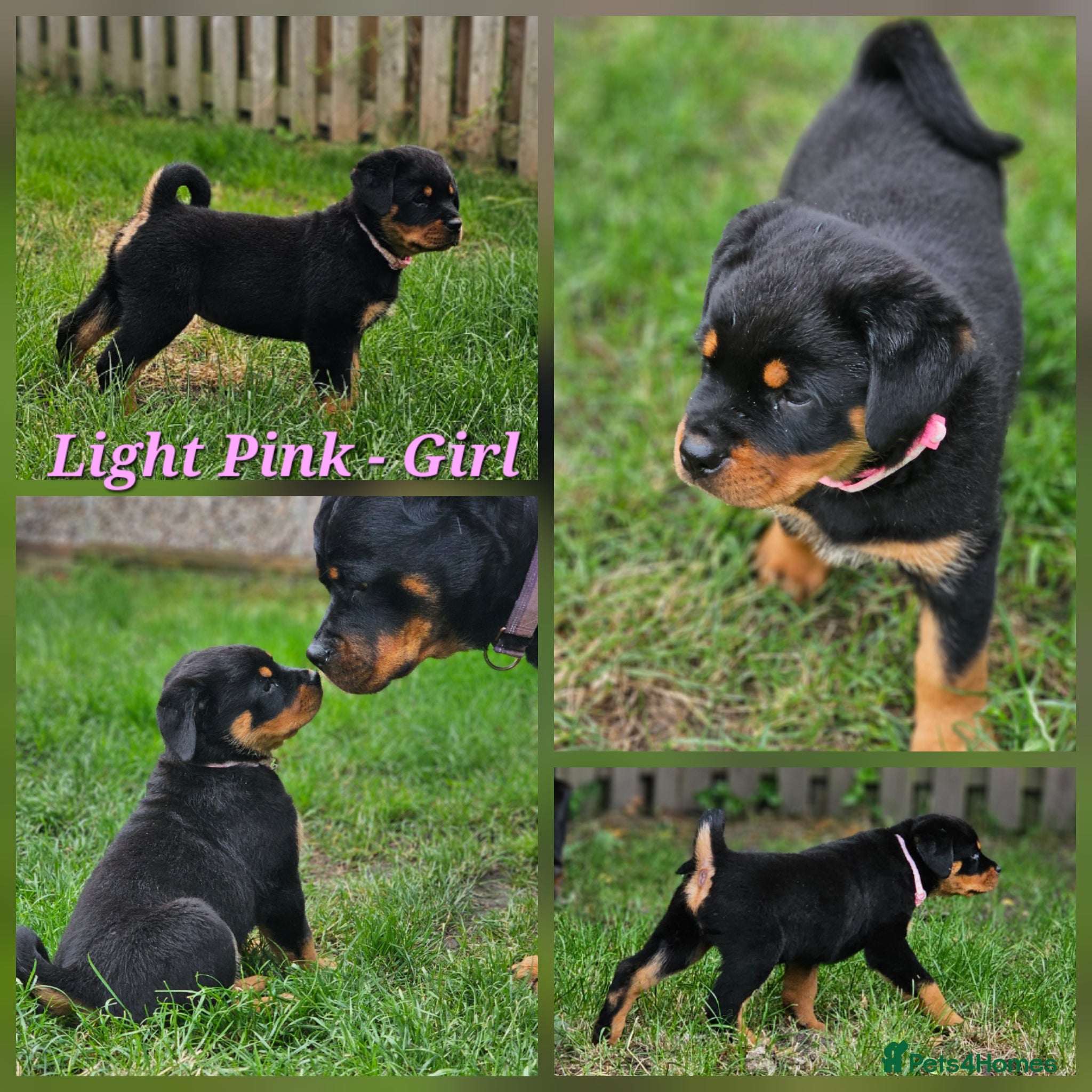 Rottweiler dogs Champion Bloodline German Rottweiler Puppies - Advert 2
