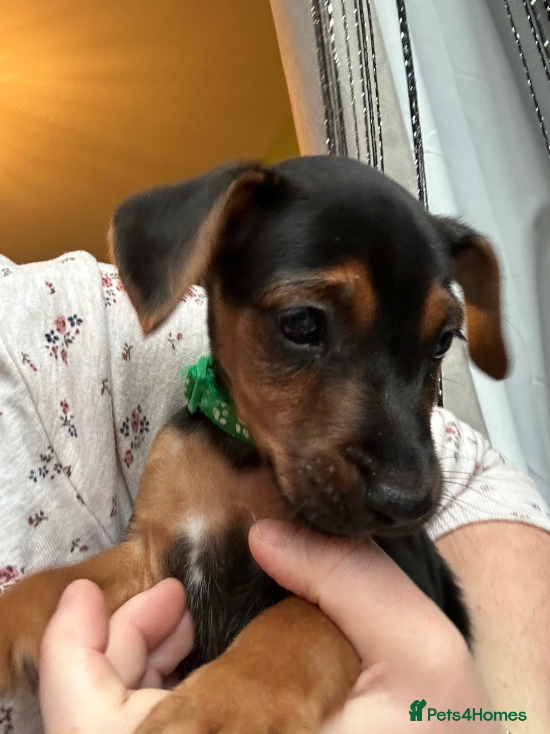 Jack Russell dogs for sale: Minature jack russel pupies  - Advert 13