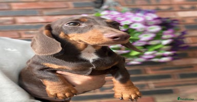 Miniature Dachshund dogs - Advert 5