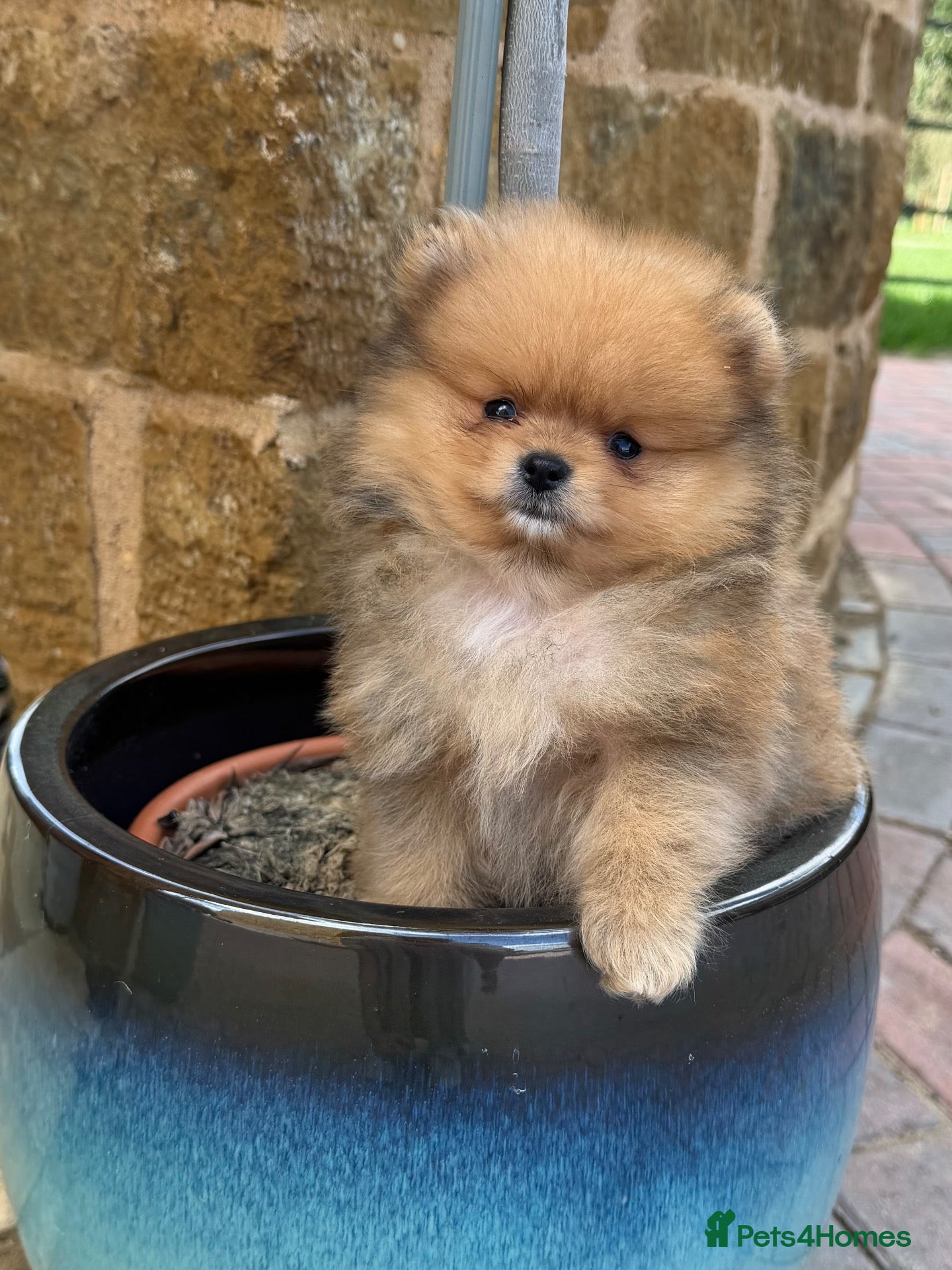 Pomeranian dogs Champion Line small size  - Advert 2