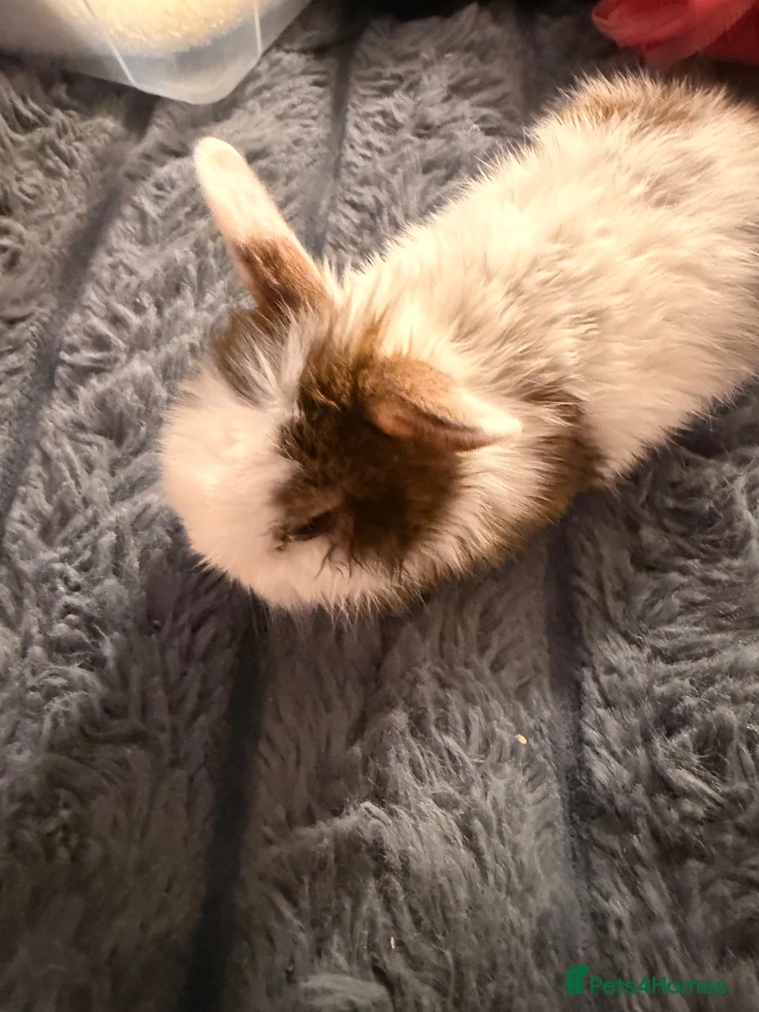 Mixed Breed rabbits for sale: Bunnies for sale - Advert 7