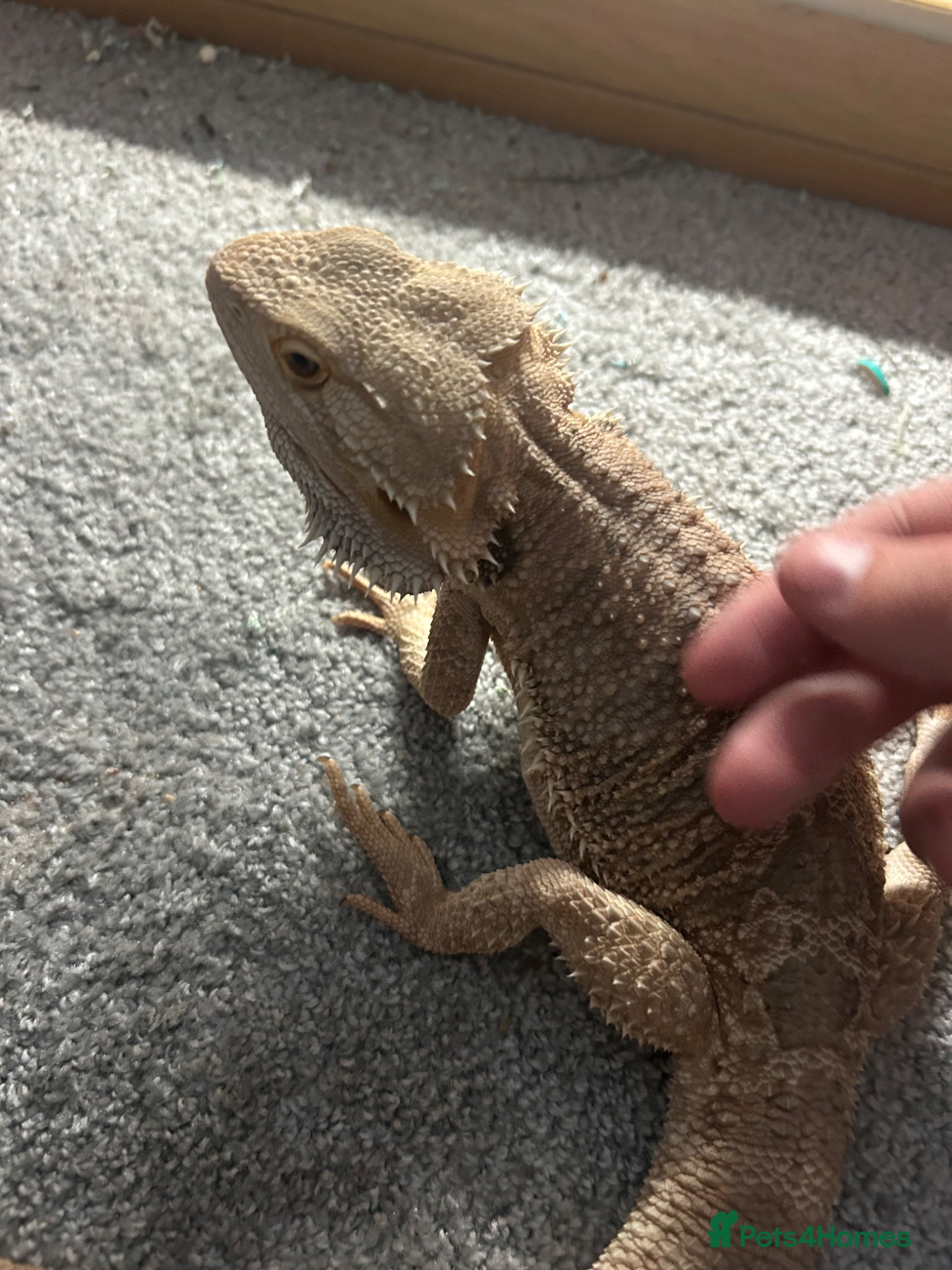 Bearded Dragon reptiles for sale: bearded dragon for sale  in Southampton - Advert 2