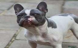 French Bulldog dogs for sale: Male French bulldog for rehome  - Image 1