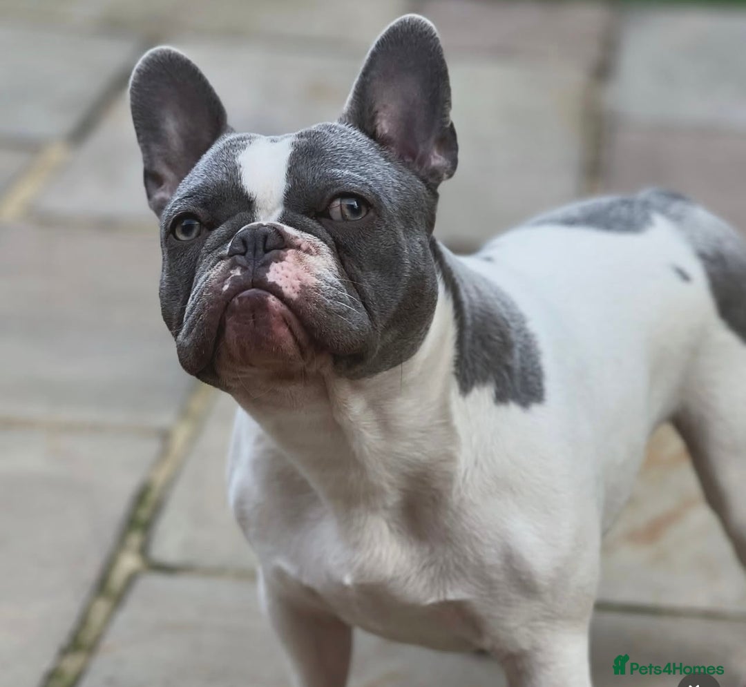 French Bulldog dogs for sale: Male French bulldog for rehome  - Image 1