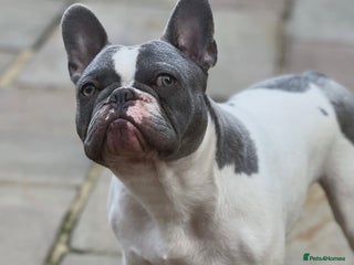 French Bulldog dogs - Advert 30