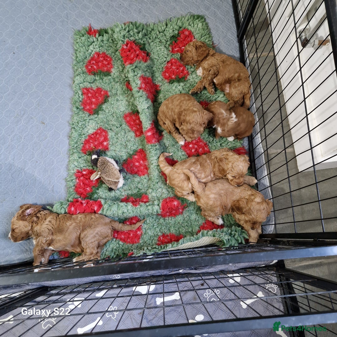 Cockapoo dogs for sale: Cockapoo - Advert 15