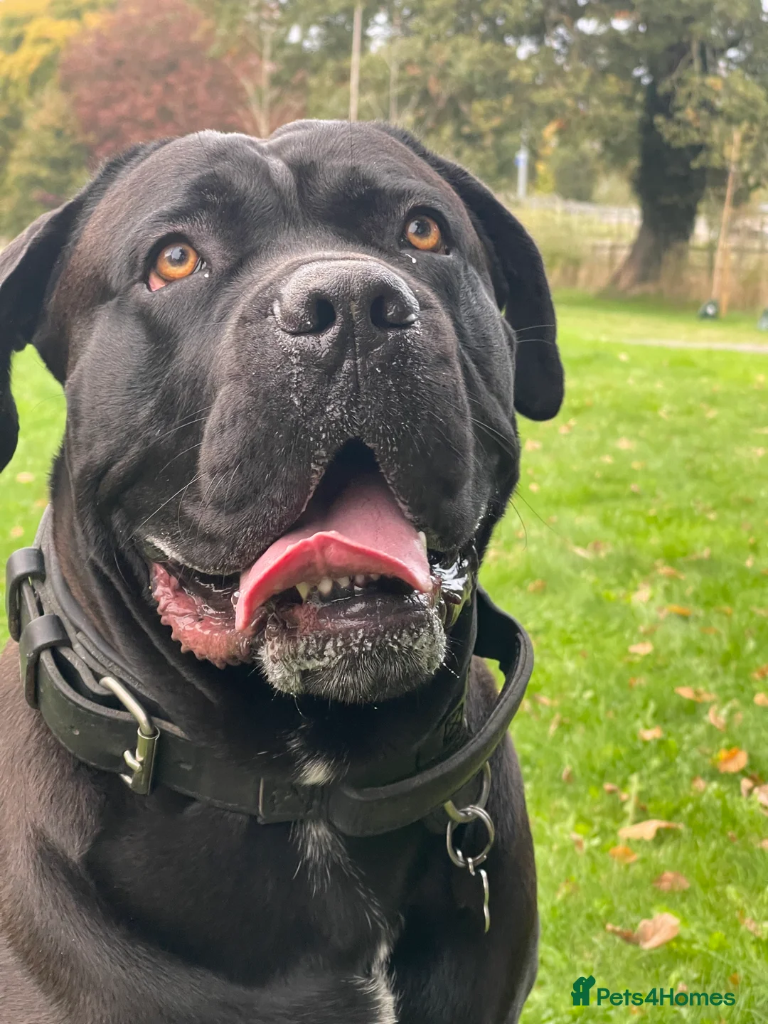 Cane Corso dogs for stud: Roger in Colchester - Advert 14