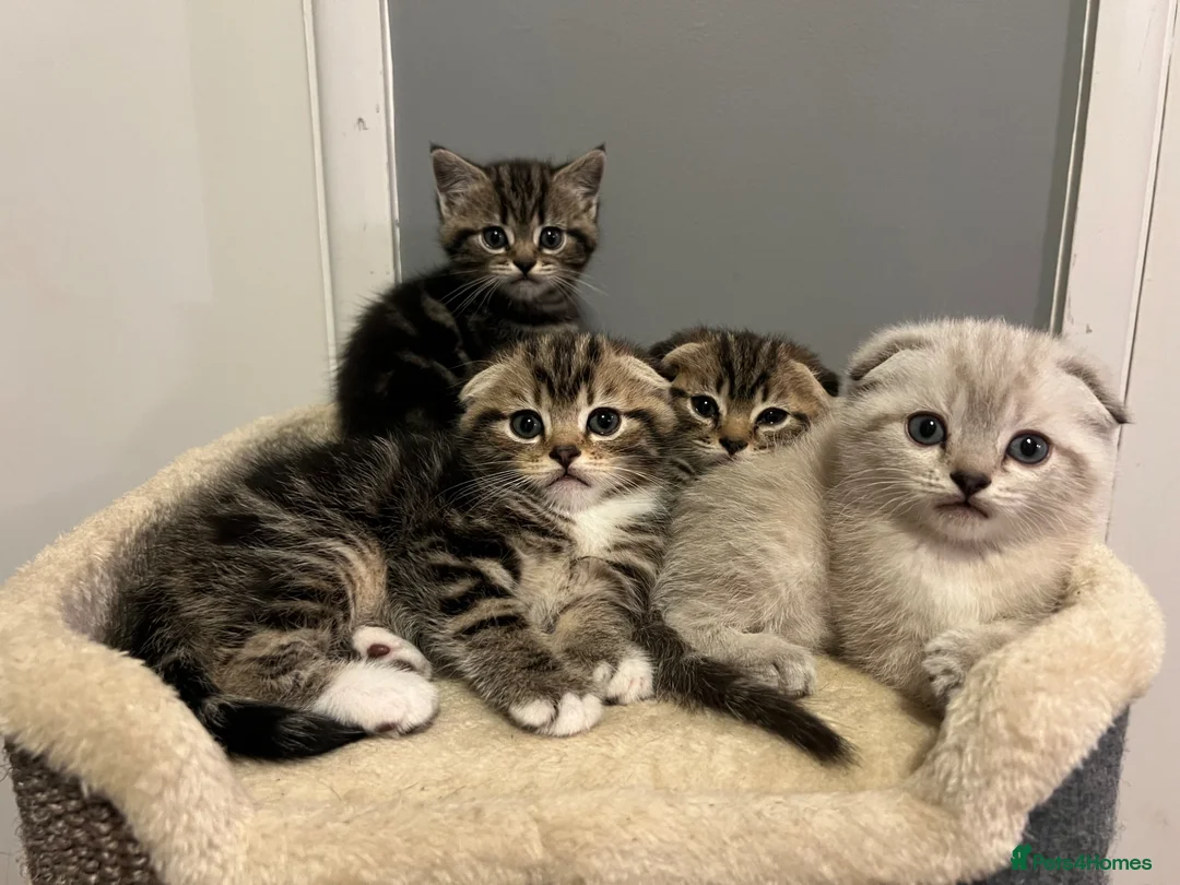 Scottish Fold cats for sale: Pretty Scottish fold kittens  - Advert 1