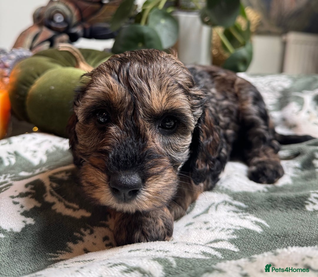 Schnoodle dogs for sale: Miniature Schoodle puppies - Image 27