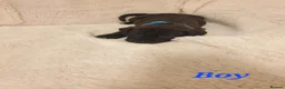 Staffordshire Bull Terrier dogs for sale: Kc registered Staffordshire bull terrier  in Kirkcaldy - Advert 5