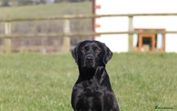 Labrador Retriever dogs for stud: For Stud Black Labrador in Tiverton - Image 7