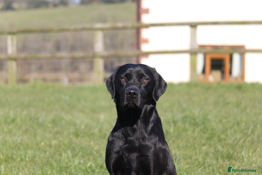 Labrador Retriever dogs for stud: For Stud Black Labrador in Tiverton - Image 7