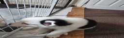 Siberian Husky dogs for sale: EBONY / ARYA SIBERIAN HUSKYS READY TO LEAVE  - Advert 27