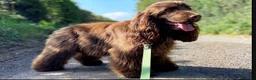 Cocker Spaniel dogs for sale: WAITING LIST OPEN🐶 stunning show cocker spaniels - Advert 6