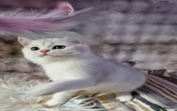 British Shorthair cats for sale: GOLDEN & SILVER BRITISH SHORTHAIR KITTENS TICA - Image 12