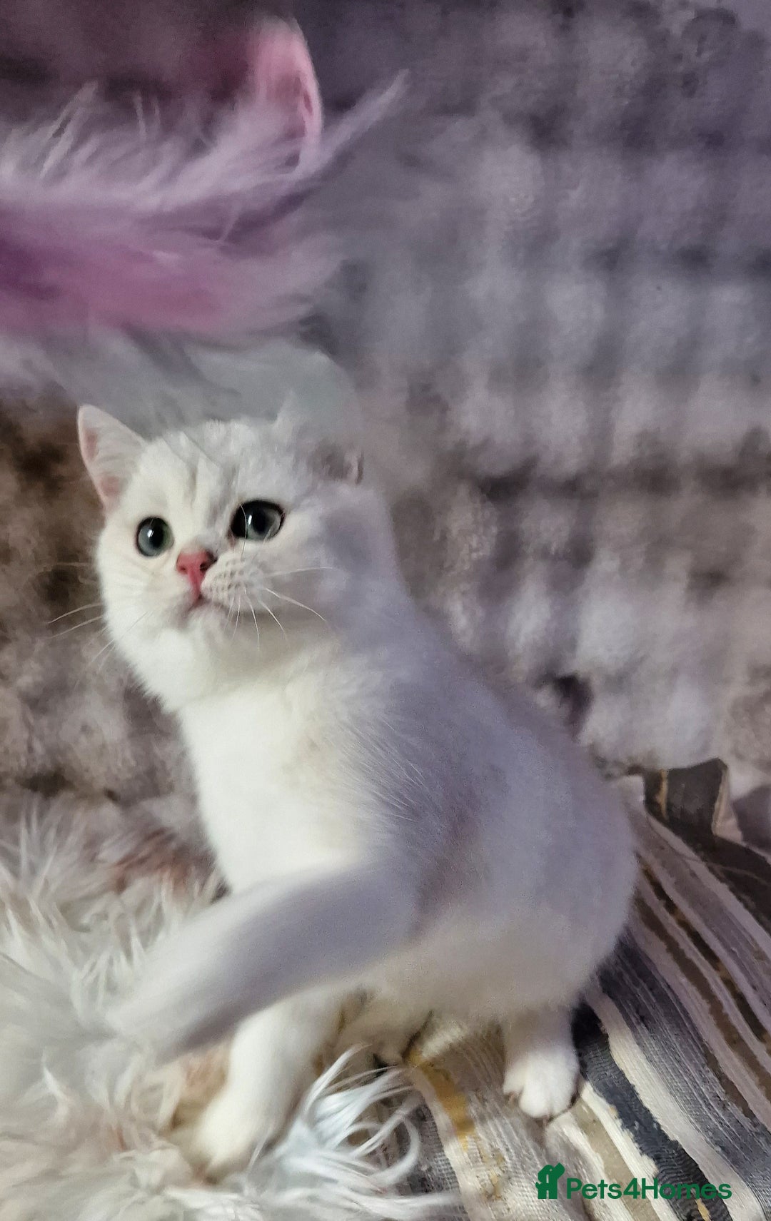 British Shorthair cats for sale: GOLDEN & SILVER BRITISH SHORTHAIR KITTENS TICA - Image 12