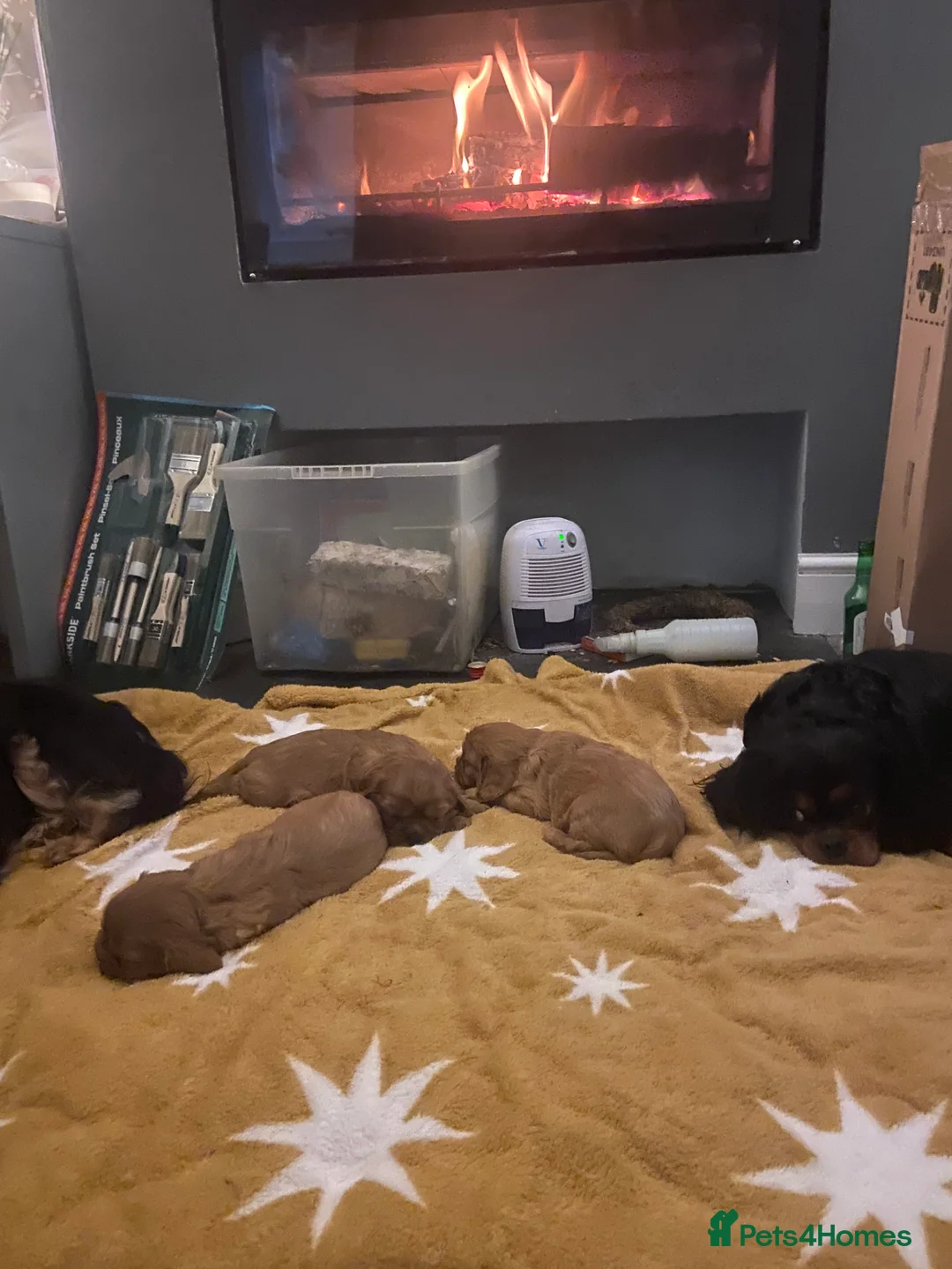 Cavalier King Charles Spaniel dogs for sale: Pure Ruby Red home bred pedigree Cavalier  - Advert 2