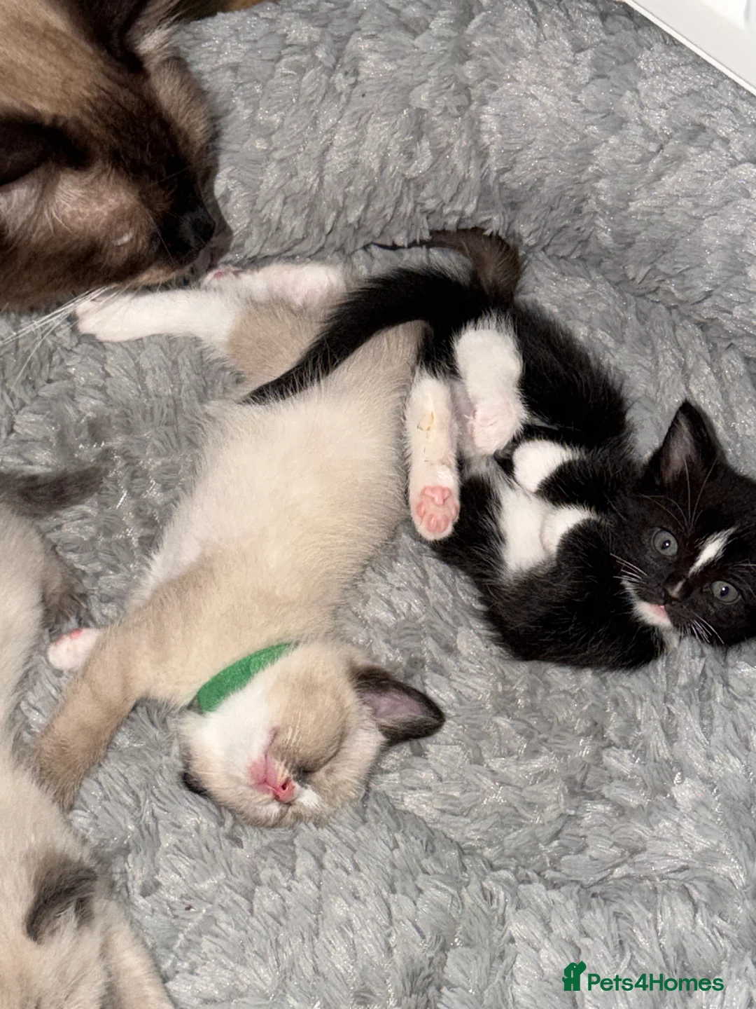 Ragdoll cats for sale: 1 ragdoll x domestic shorthair kitten - Advert 8