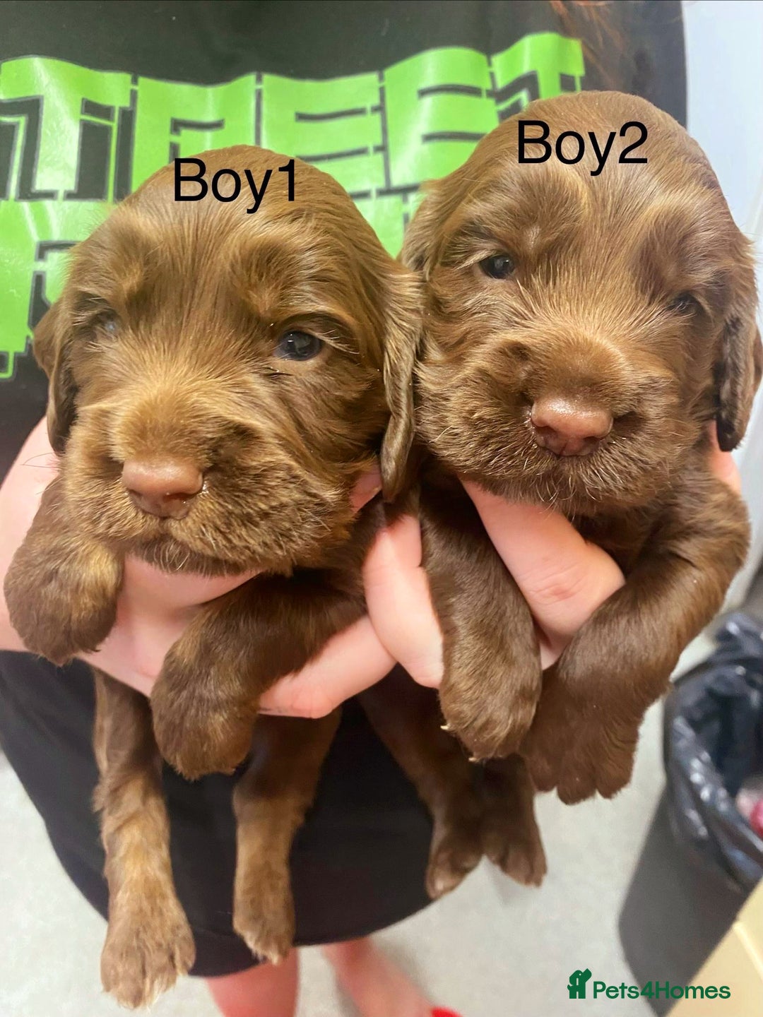 Cockapoo dogs for sale: Beautiful litter of 2 boys 2 girls - Advert 9