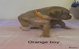 Staffordshire Bull Terrier dogs for sale: Beautiful coloured staffies - Image 24