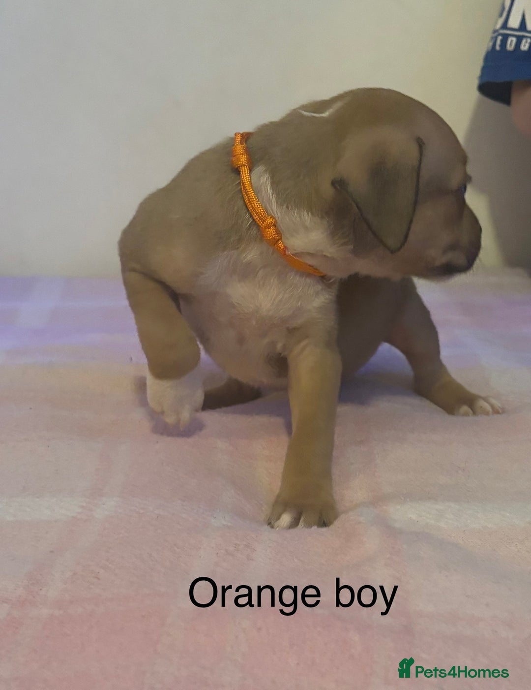 Staffordshire Bull Terrier dogs for sale: Beautiful coloured staffies - Image 24