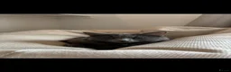 Nebelung cats for sale: KITTENS ON THE WAY in Stourbridge - Advert 3