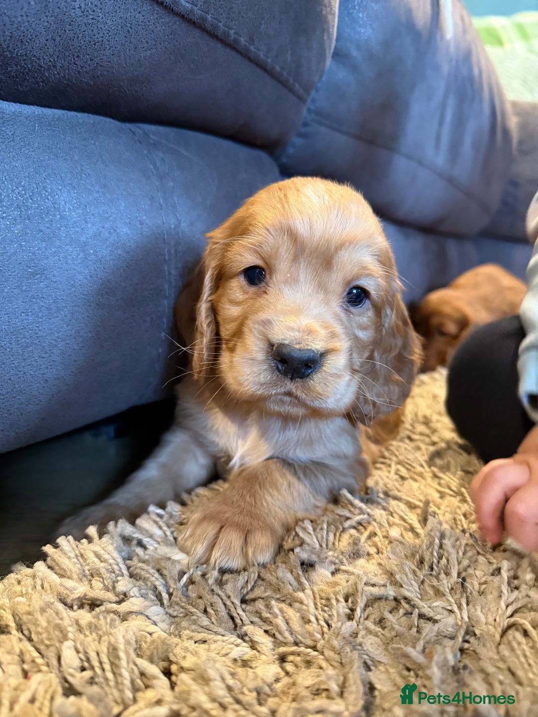 Cocker Spaniel dogs for sale: STUNNING KC COCKER SPANIELS  - Image 6