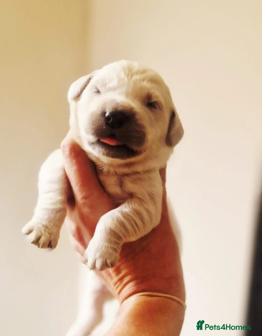 Golden Retriever dogs for sale: Newmiller Retrievers - One Girl Avaliable  - Advert 6