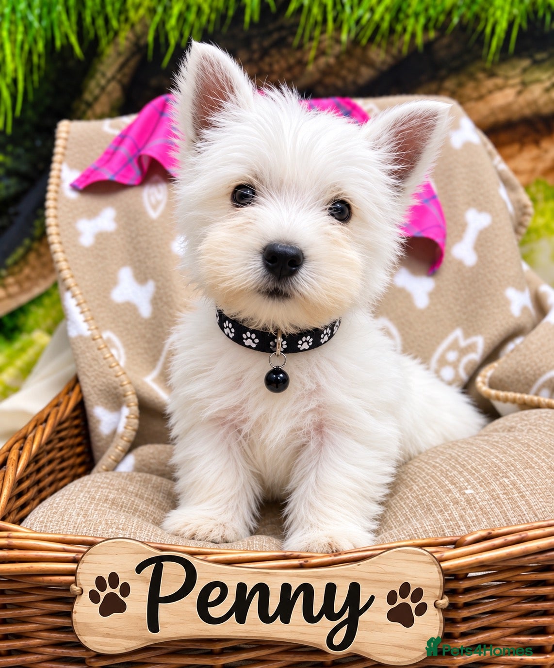 West Highland Terrier dogs Lovely KC Registered West Highland Terrier Puppies - Advert 2