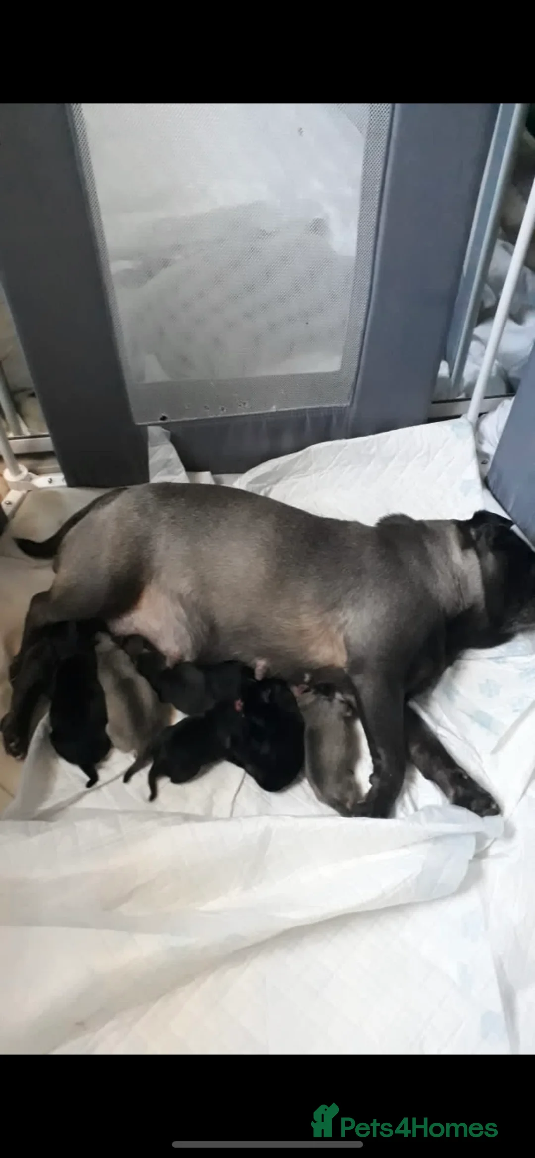 Pug dogs for stud: Tyson Fury proven choc n tan carrying blue & cream in Harpenden - Advert 2