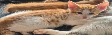 Domestic Shorthair Kitten 1