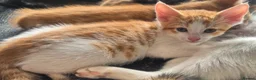 Domestic Shorthair cats for sale: 3 Beautiful kittens ready for their forever home. - Advert 4