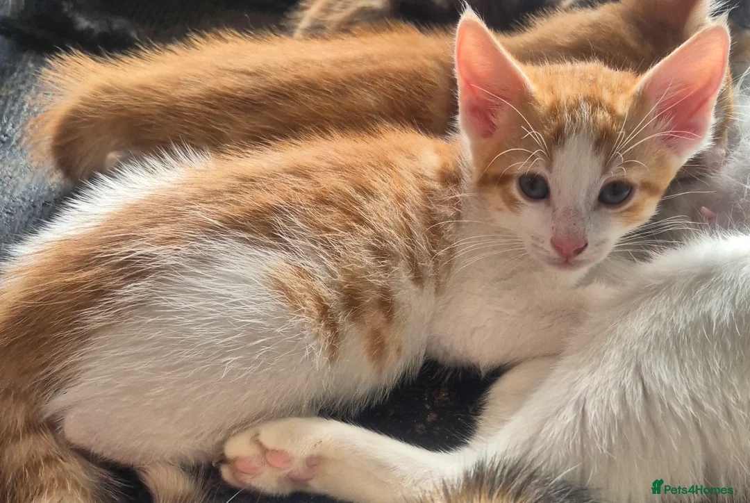 Domestic Shorthair cats for sale: 3 Beautiful kittens ready for their forever home. - Advert 4