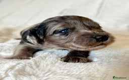 Cockapoo dogs for sale: F1b Miniature Cockapoo Pups Fully Health Tested - Advert 30