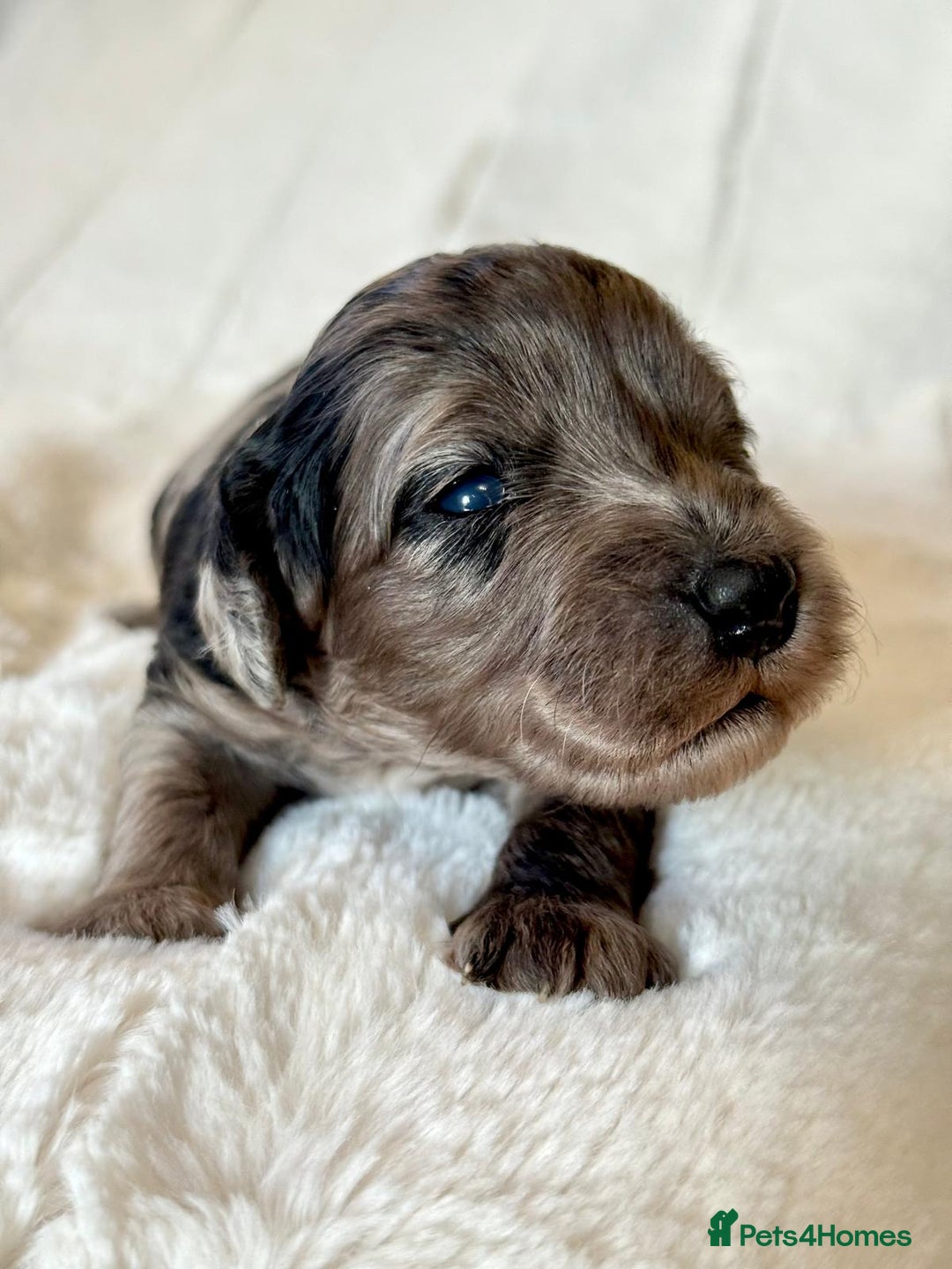 Cockapoo dogs for sale: F1b Miniature Cockapoo Pups Fully Health Tested - Advert 30