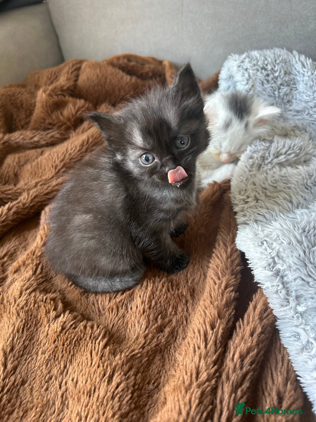 Ragdoll cats for sale: Ragdoll x Russian white kittens  - Image 5