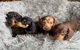 Miniature Dachshund dogs for sale: Gorgeous PRA Clear KC Reg Miniature Dachshund  - Image 11