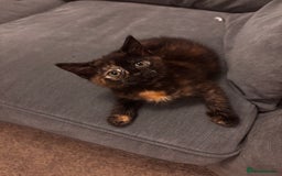 Mixed Breed cats for sale: Bonded brother and sister to go together!  - Image 1