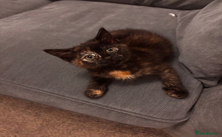 Mixed Breed cats - Advert 8