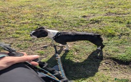 Boston Terrier dogs for sale: 5yr old Boston terrier  - Image 3