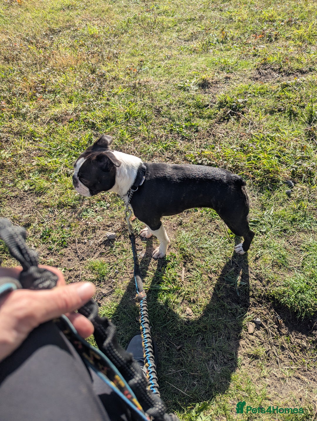 Boston Terrier dogs for sale: 5yr old Boston terrier  - Image 3