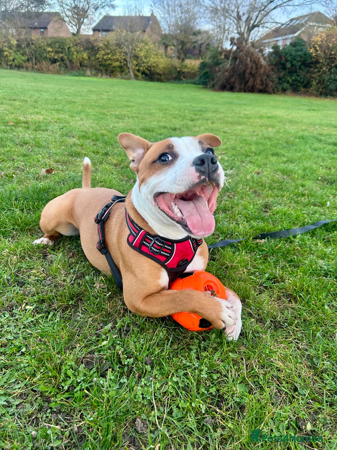 Staffordshire Bull Terrier dogs for stud: 1 year old pure staff for stud  in Sudbury - Advert 4