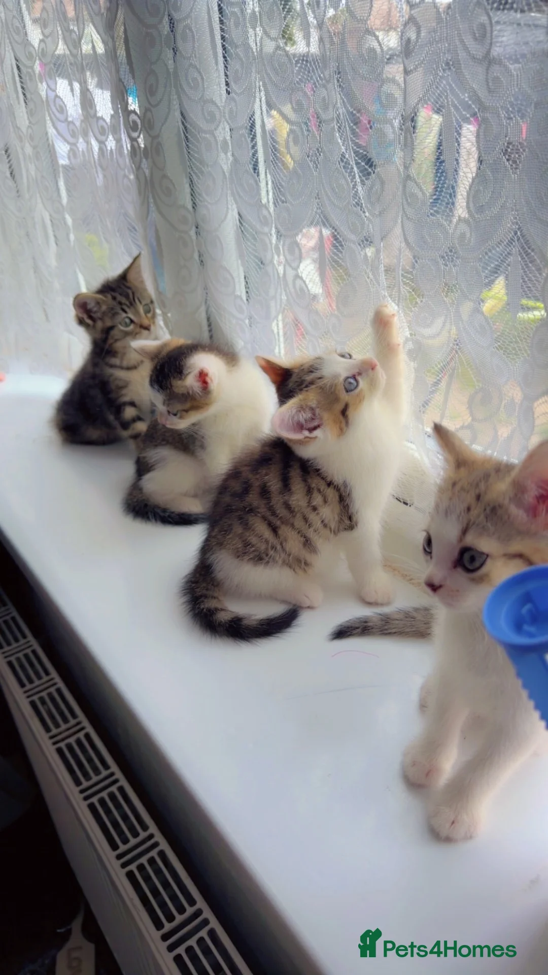 British Shorthair cats for sale: I have 4 kittens for sale  in Slough - Advert 1