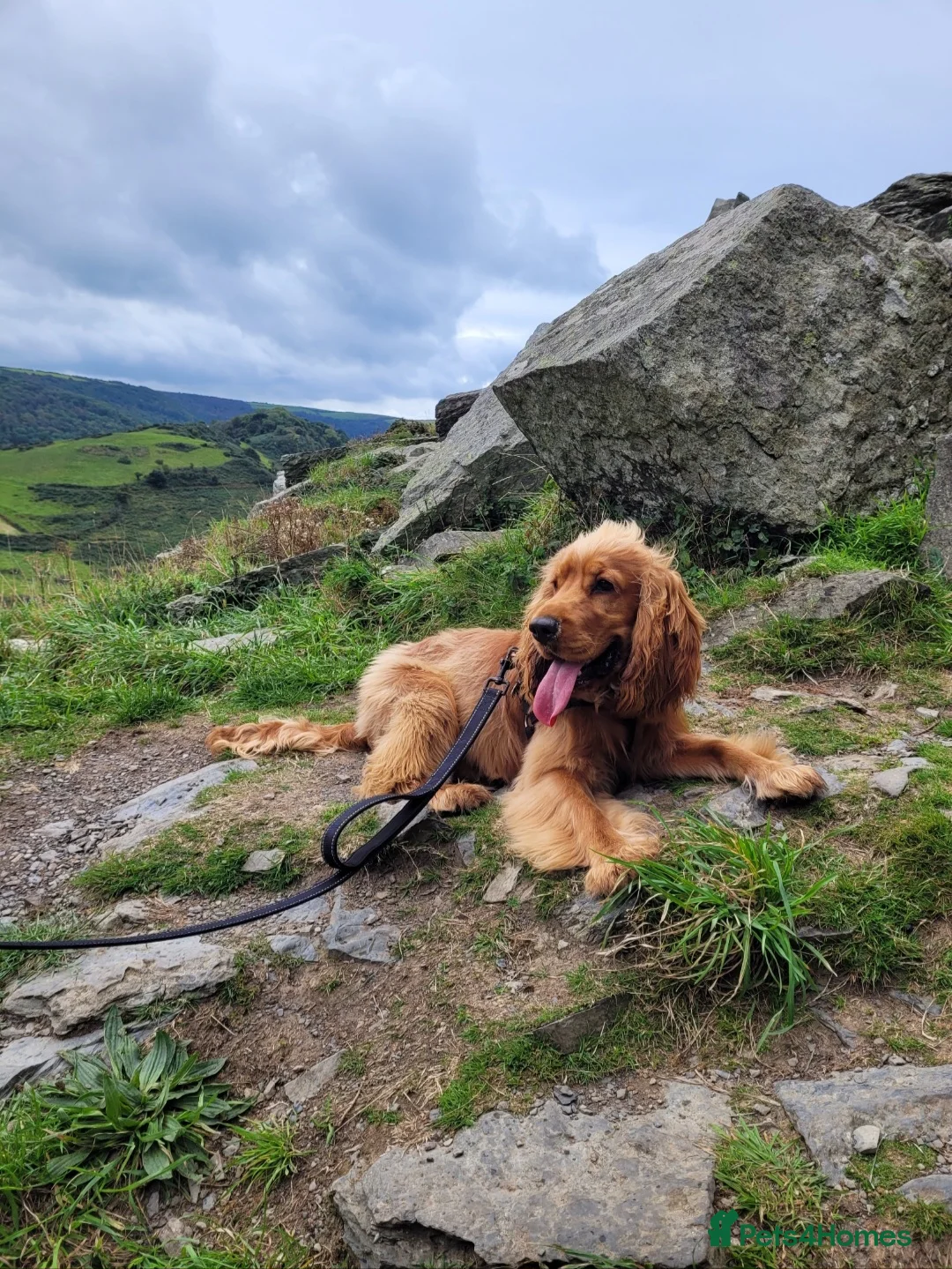 Cocker Spaniel dogs for stud: Stud Available- KC Registered Show Cocker Spaniel - Advert 1