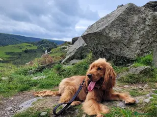Cocker Spaniel dogs Stud Available- KC Registered Show Cocker Spaniel - Advert 1