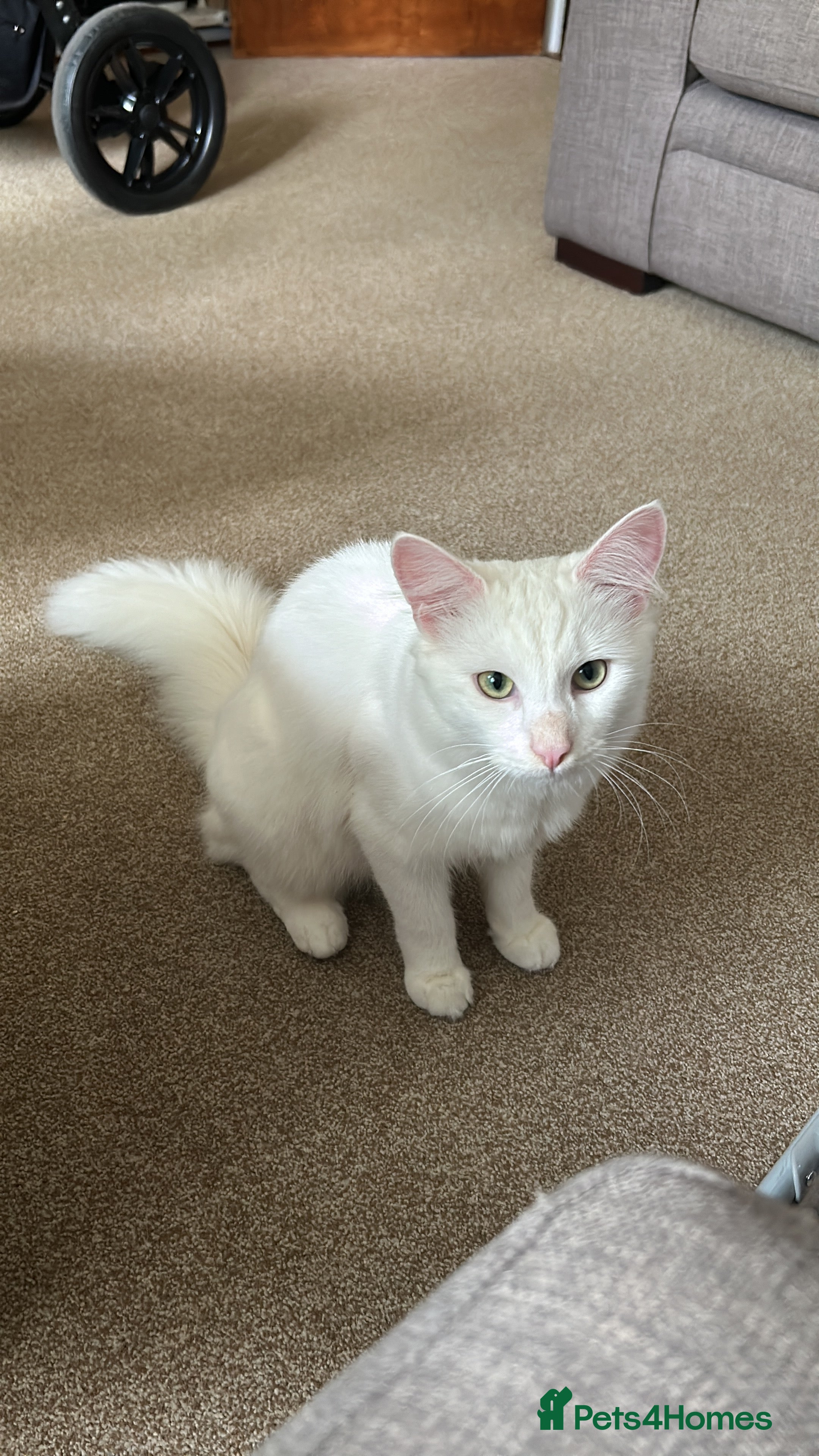 Domestic Shorthair cats  Mike - the sweetest boy  - Advert 1